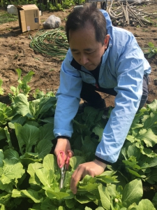 野菜収穫